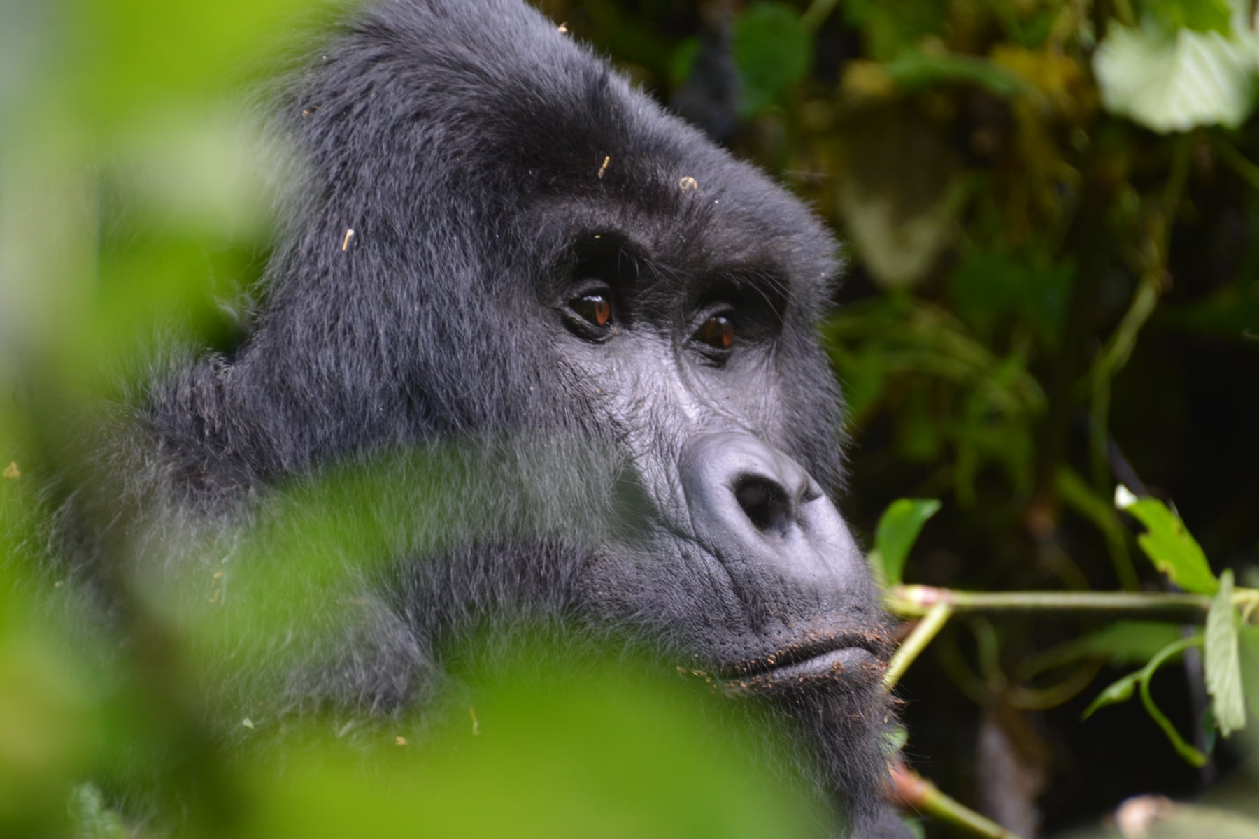 Tourists trekking in the Virunga Mountains on a 2 day fast track gorilla trekking tour from Kigali Rwanda to Mgahinga