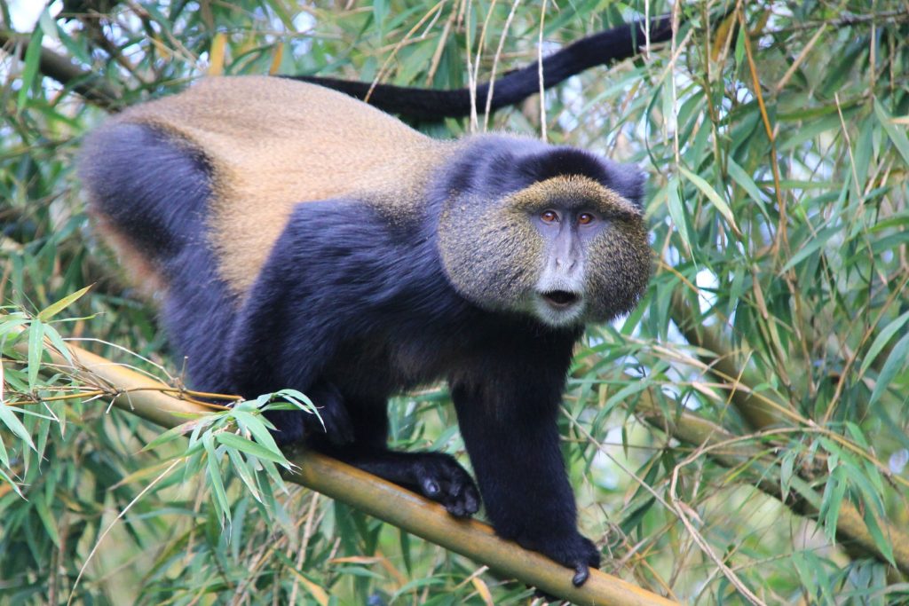 Tourists trekking through bamboo forest in Mgahinga on a 5 day Uganda gorilla trekking and golden monkey tracking Mgahinga safari