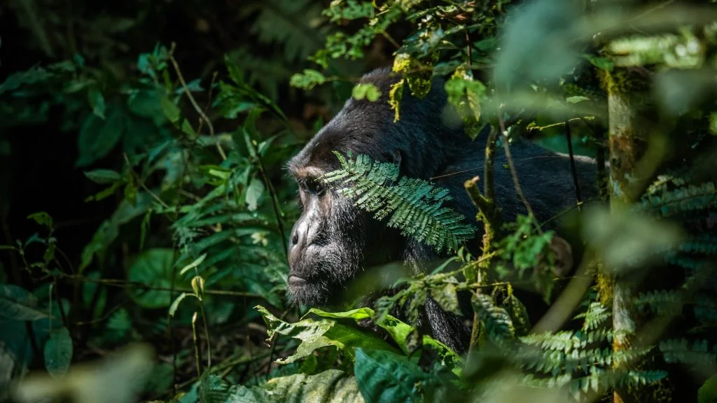 Tourists trekking in the Rushaga sector on a 4 day double gorilla trekking safari Bwindi Buhoma and Rushaga sectors