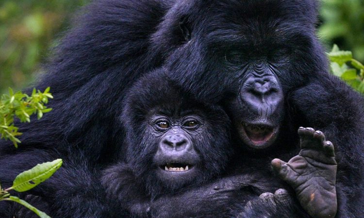 Ultimate Guide to Gorilla Trekking in Uganda 2025/2026 – Everything You Need to Know