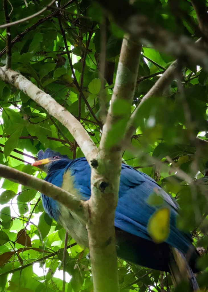 A Great Blue Turaco, one of the bird species seen during Kibale chimpanzee tracking