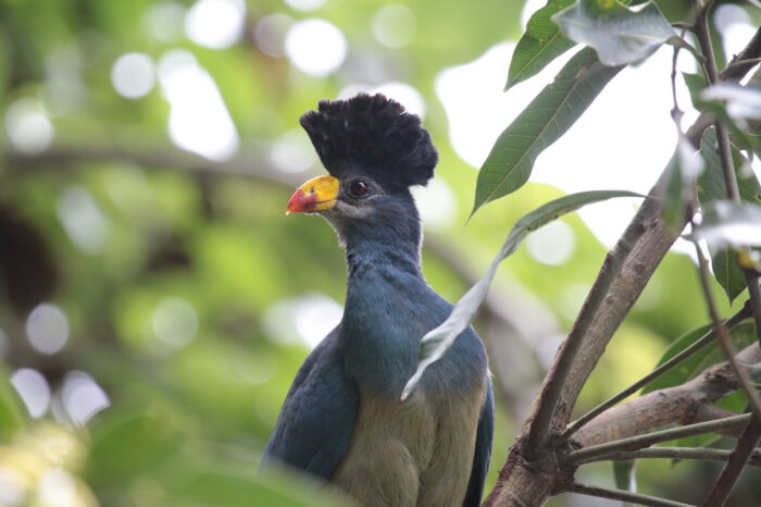 A Great Blue Turaco, one of the most sought-after species on Uganda birding tours