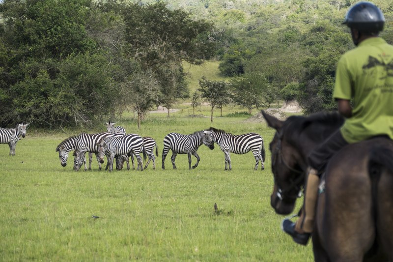 Riding through the savannah on a 2 day Lake Mburo walking safari and horseback riding weekend package