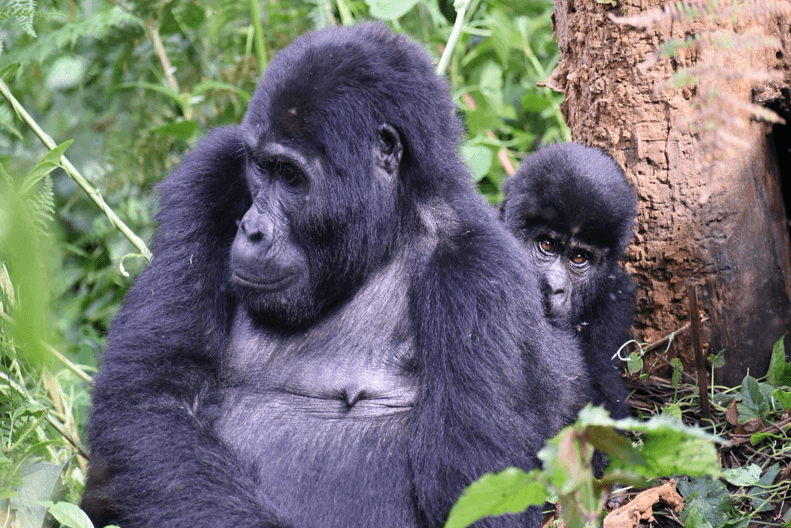 A patient being transferred to a hospital, showing the need for medical evacuation insurance for Uganda gorilla trekking
