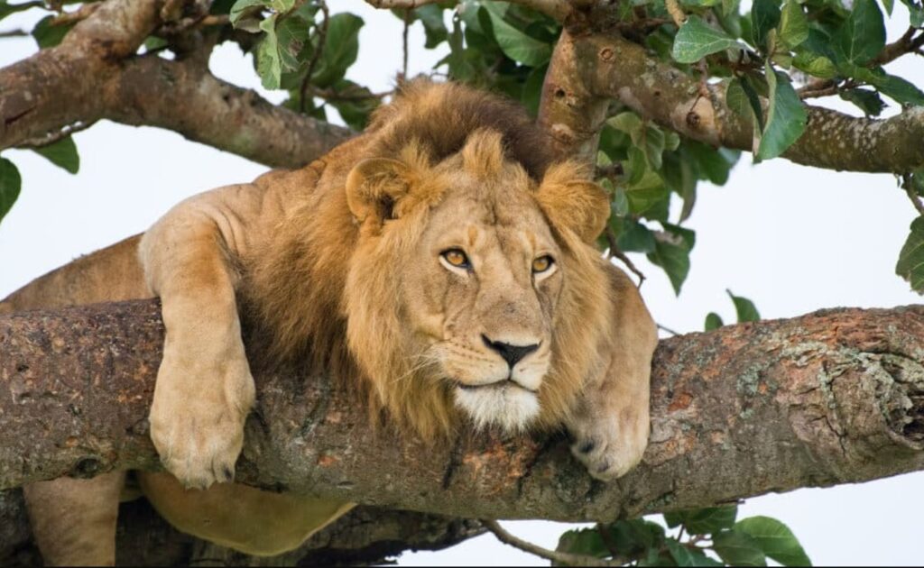 The savannah landscape of Ishasha sector with fig trees on a 4 day Queen Elizabeth National Park tree climbing lions safari