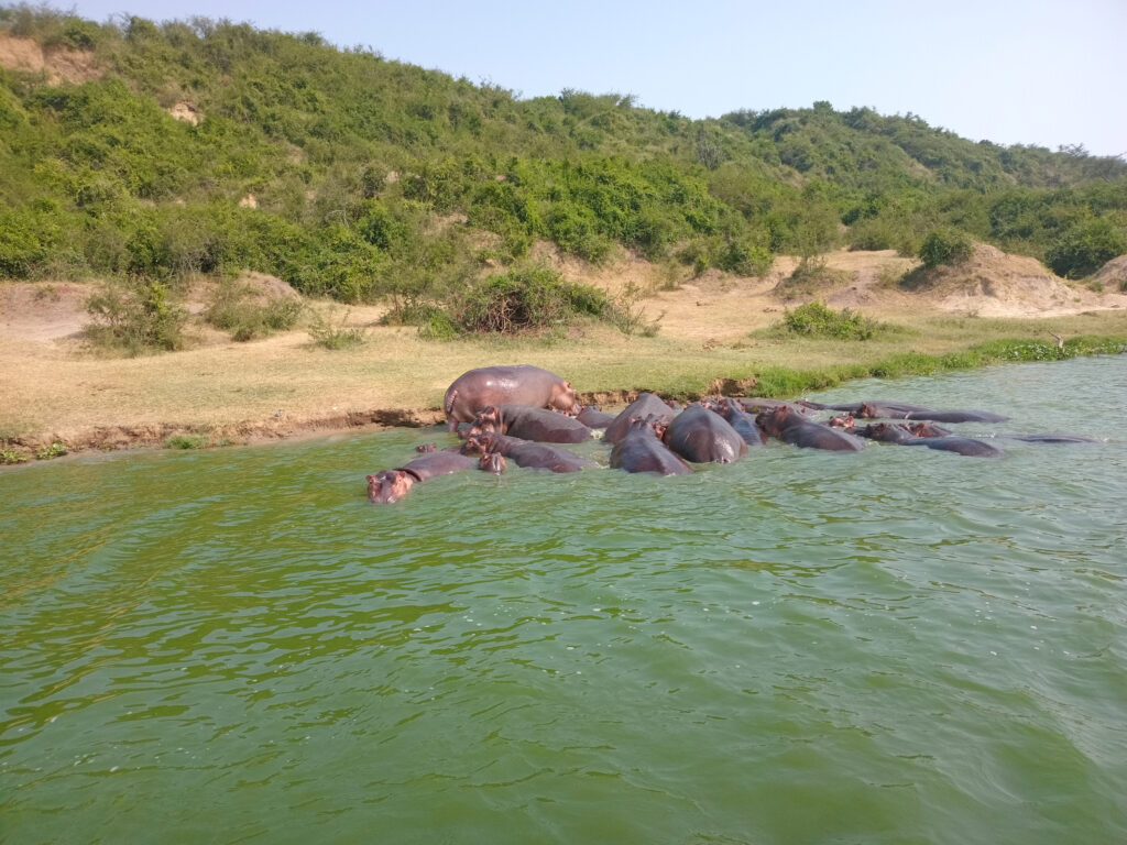A boat safari on Kazinga Channel with hippos during a 4 day Queen Elizabeth National Park tree climbing lions safari