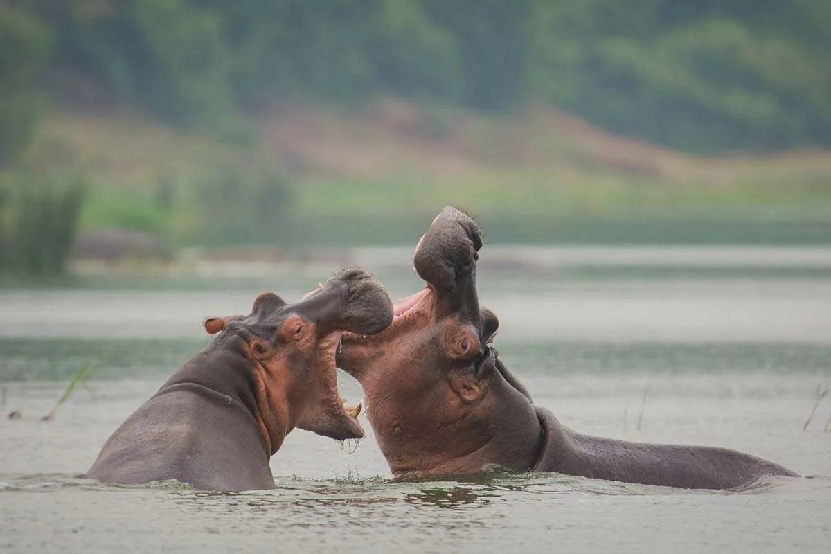 A boat safari on Kazinga Channel with hippos on a 5 day crater lakes and lion tracking research safari