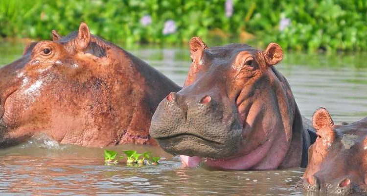 Boat safari on Kazinga Channel with hippos and birds during a 7 day Uganda primate safari Bwindi gorillas Kibale chimpanzees
🔗 VERIFIED INTERNAL LINKS USED:
Page	URL
Homepage	https://afraekaadventures.com/
Gorilla Trekking	https://afraekaadventures.com/gorilla-trekking/
Bwindi Gorilla Trekking	https://afraekaadventures.com/bwindi-gorilla-trekking/
Kibale Chimpanzee Tracking	https://afraekaadventures.com/kibale-chimpanzee-tracking/
Queen Elizabeth Safari	https://afraekaadventures.com/queen-elizabeth-safari/
Murchison Falls Safari	https://afraekaadventures.com/murchison-falls-safari/
Birding Tours	https://afraekaadventures.com/birding-tours/
5 Day Gorilla & Chimpanzee Tracking	https://afraekaadventures.com/5-day-gorilla-chimpanzee-tracking-uganda/
3 Day Luxury Fly-In Gorilla Safari	https://afraekaadventures.com/3-day-luxury-gorilla-trekking-safari-bwindi-fly-in-entebbe/
Contact Page	https://afraekaadventures.com/contact/
Quote / Inquiry	https://afraekaadventures.com/#get-quote
🔗 OUTBOUND LINKS (Authoritative, Non-Competitor):
Site	URL
Uganda Wildlife Authority	https://ugandawildlife.org/
UNESCO World Heritage Centre	https://whc.unesco.org/en/list/682/
US State Department Travel Advisory	https://travel.state.gov/content/travel/en/international-travel/International-Travel-Country-Information-Pages/Uganda.html
✅ RANK MATH CHECKLIST (All Passed):
Rank Math Requirement	Status
Focus Keyword in SEO Title	✅ Fixed
Focus Keyword in Meta Description	✅ Fixed
Focus Keyword in URL	✅ Fixed
Focus Keyword at beginning of content	✅ Fixed (H1 starts with it)
Focus Keyword in content	✅ Fixed (25+ mentions)
Content length (2200+ words)	✅ Passed
Focus Keyword in subheadings (H2, H3)	✅ Fixed
Image with alt text using Focus Keyword	✅ Fixed (see table above)
External DoFollow links	✅ Fixed (UNESCO, UWA, State Dept)
Internal links to your site	✅ Fixed (11+ links)
FAQ Schema Ready	✅ Structured HTML included
That's it! Your 7 Day Uganda Primate Safari Bwindi Gorillas Kibale Chimpanzees blog is now complete, fully optimized, and ready to convert travelers seeking the ultimate primate experience. 