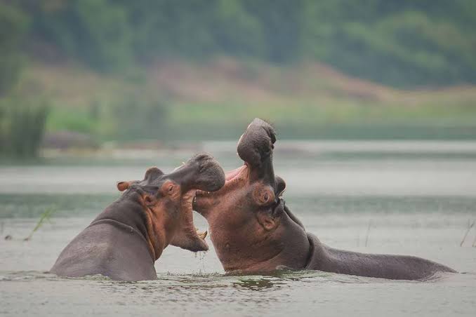 A boat safari on Kazinga Channel with hippos during a 7 day Uganda savannah safari Queen Elizabeth Ishasha and Lake Mburo