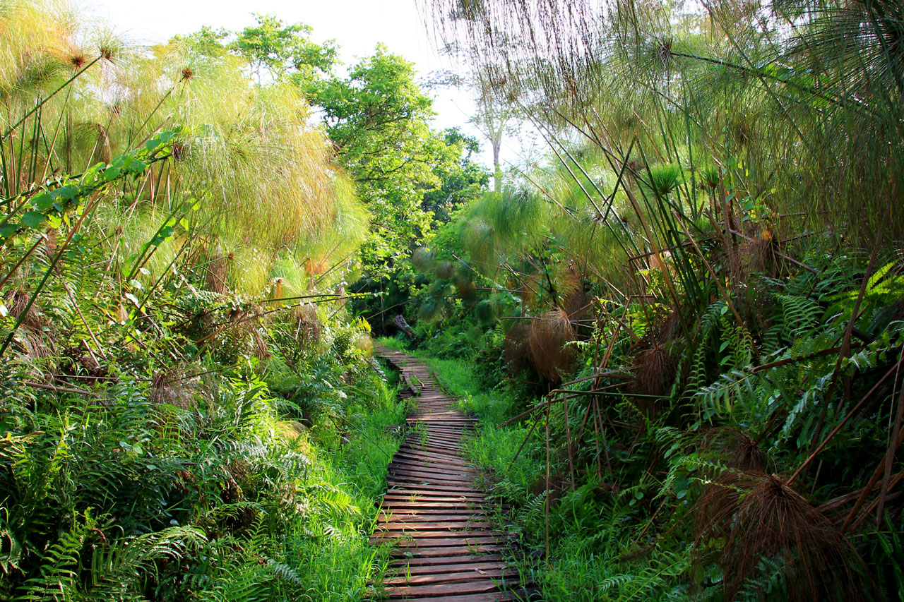 The Bigodi Wetlands Walk, a popular activity for guests at Kibale Forest chimpanzee tracking lodges