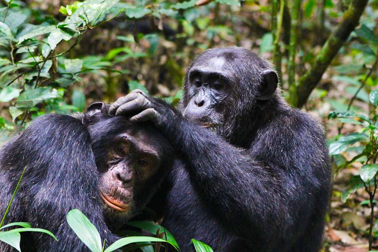 A chimpanzee in Kibale Forest, the main attraction for Kibale Forest chimpanzee tracking lodges