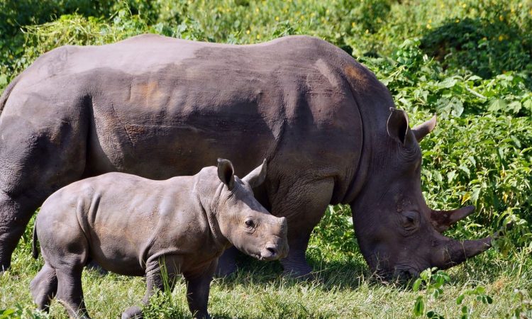 Children tracking rhinos at Ziwa Sanctuary on a 10 day family-friendly Uganda wildlife safari itinerary with kids