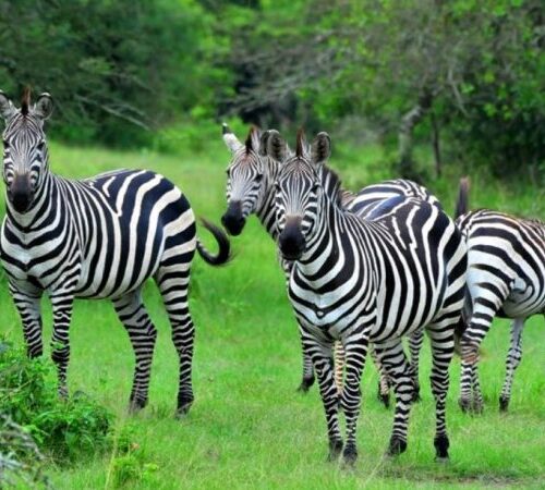 5-day Bwindi and Lake Mburo safari gorilla trekking - Afraeka Adventures