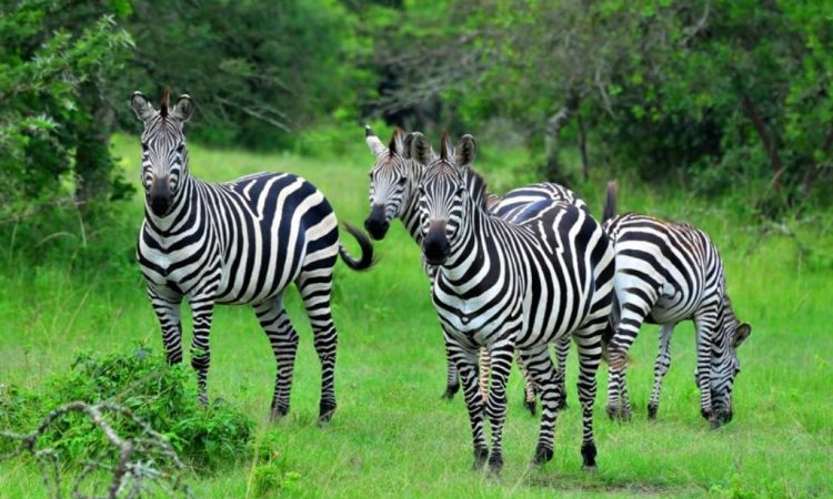 5-day Bwindi and Lake Mburo safari gorilla trekking - Afraeka Adventures