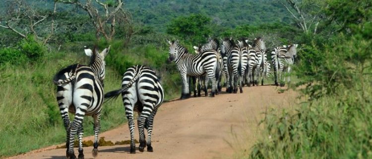 Zebras on a game drive in Lake Mburo National Park on a 5 day budget Big Five safari Uganda starting in Kampala