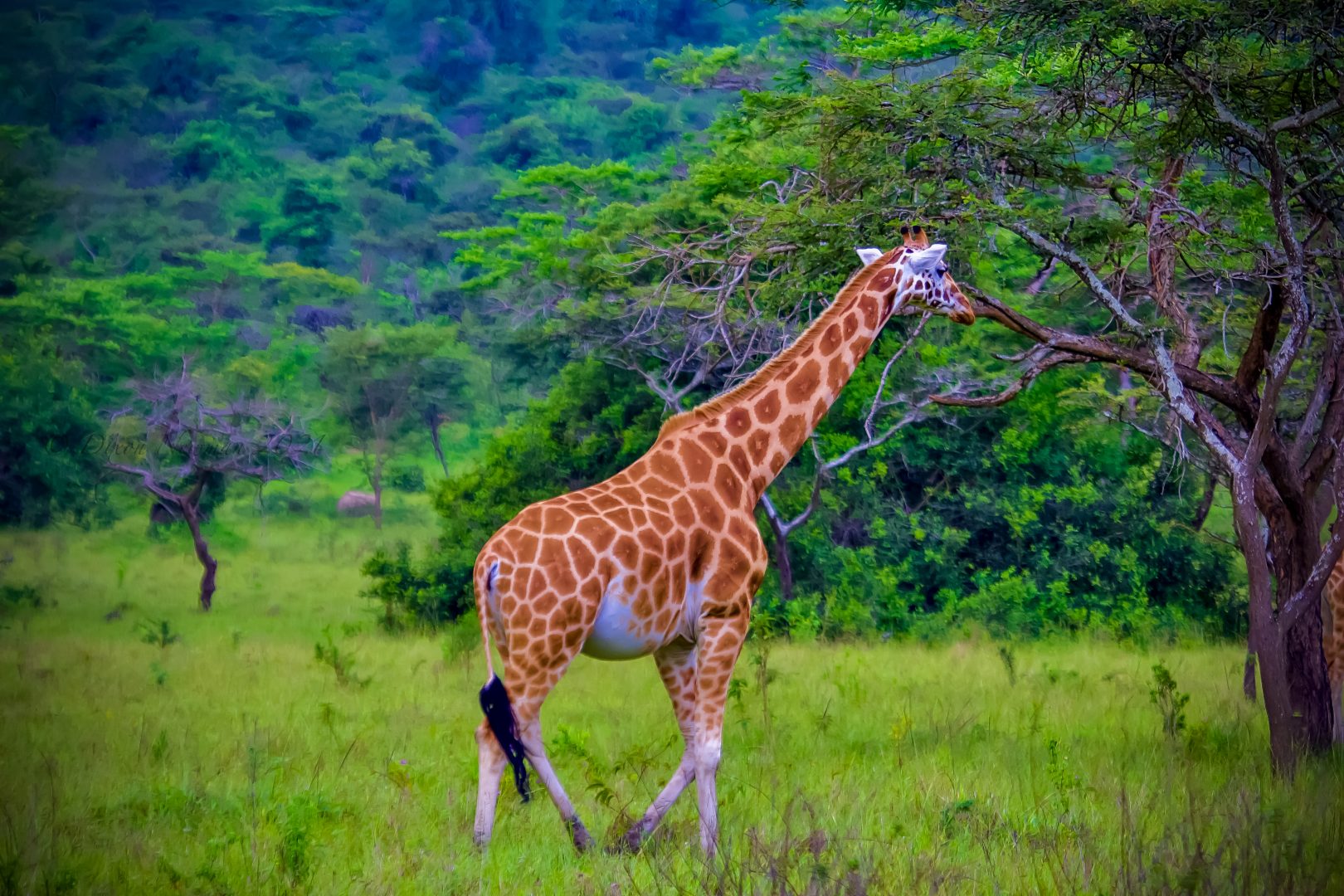 Zebras on a game drive in Lake Mburo National Park on a 7 day Uganda savannah safari Queen Elizabeth Ishasha and Lake Mburo