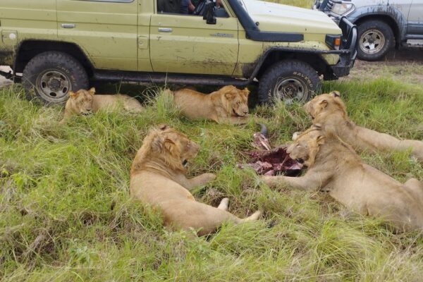 A pride of lions being observed during a 5 day Queen Elizabeth crater lakes and lion tracking research safari