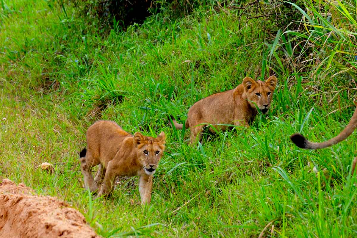 Researchers and travelers tracking lions on a 5 day Queen Elizabeth crater lakes and lion tracking research safari
