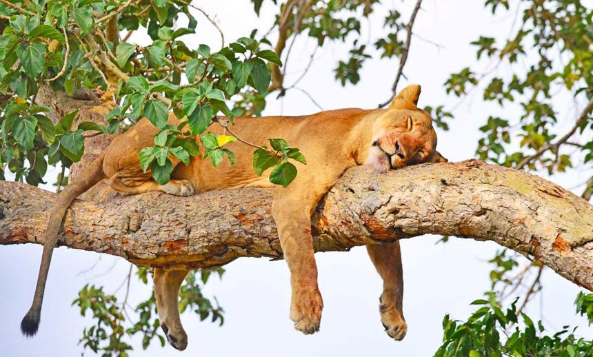 A lion resting in a fig tree in the Ishasha sector on a Queen Elizabeth National Park safari