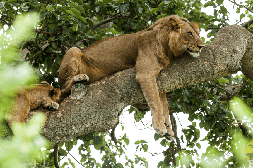A lion resting in a fig tree in Ishasha on a 4 day Queen Elizabeth National Park tree climbing lions safari itinerary