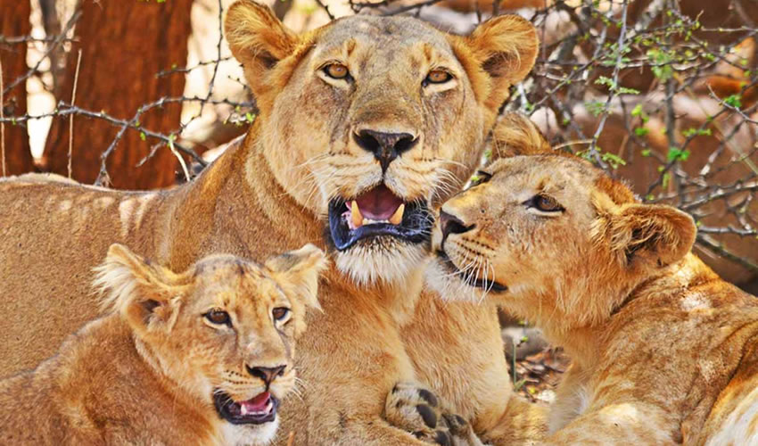 A lion spotted on a game drive during a Murchison Falls National Park safari
