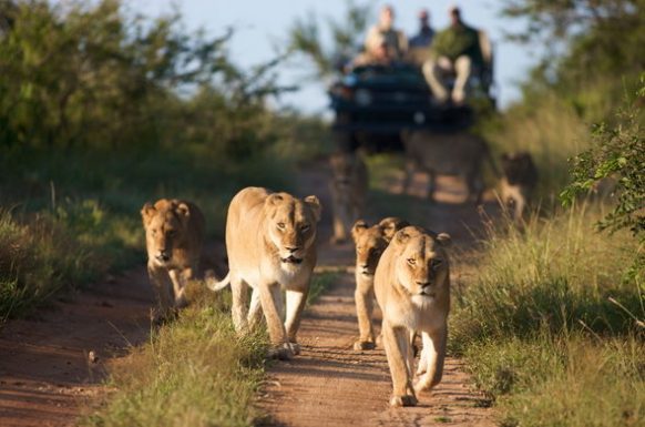 A lion in Queen Elizabeth National Park on a 5 day budget Big Five safari Uganda starting in Kampala