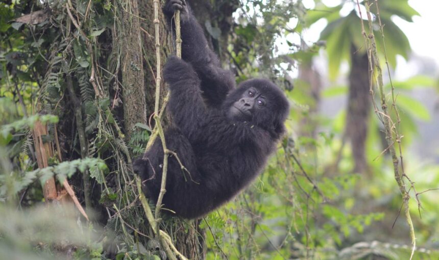 3 Day Luxury Gorilla Trekking Safari Bwindi Fly In From Entebbe (2026/2027 Guide)
