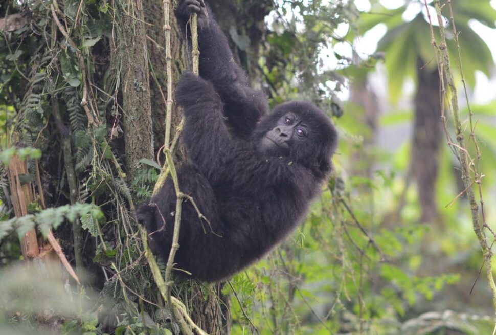 Mountain gorilla trekking in Bwindi on a 3 day luxury gorilla trekking safari Bwindi fly in from Entebbe