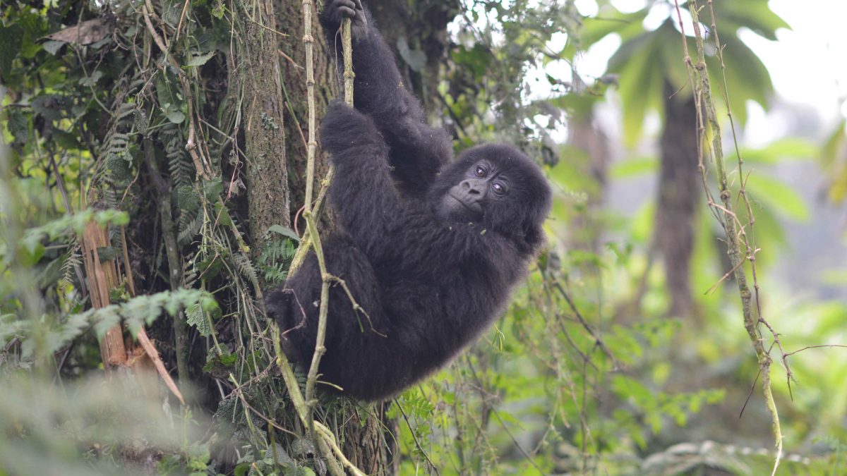 Mountain gorilla trekking in Bwindi on a 3 day luxury gorilla trekking safari Bwindi fly in from Entebbe