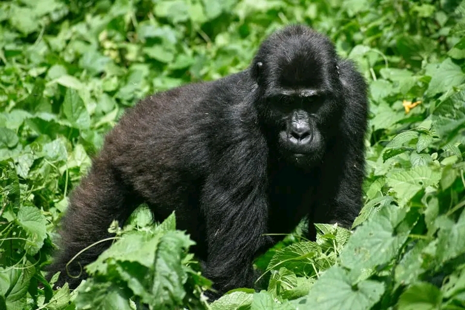 A medical evacuation insurance card for gorilla trekking, reminding travelers of the importance of insurance for Uganda gorilla trekking