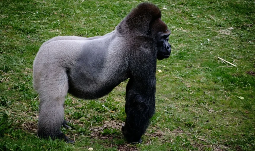 Medical Evacuation Insurance for Uganda Gorilla Trekking: Why You Need It and What to Look For (2026/2027 Guide)