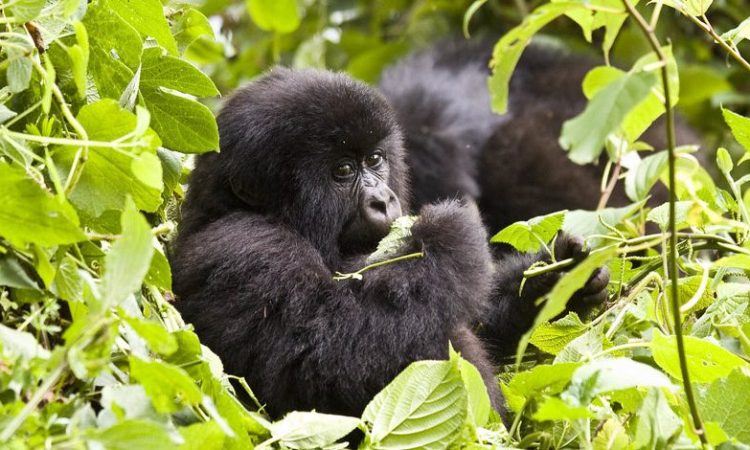 Most Expensive Safari Lodge in Uganda: The Ultimate Luxury Accommodation (2026/2027 Guide) 5 Gorilla trekking from Clouds Mountain Gorilla Lodge, the most expensive safari lodge in Uganda