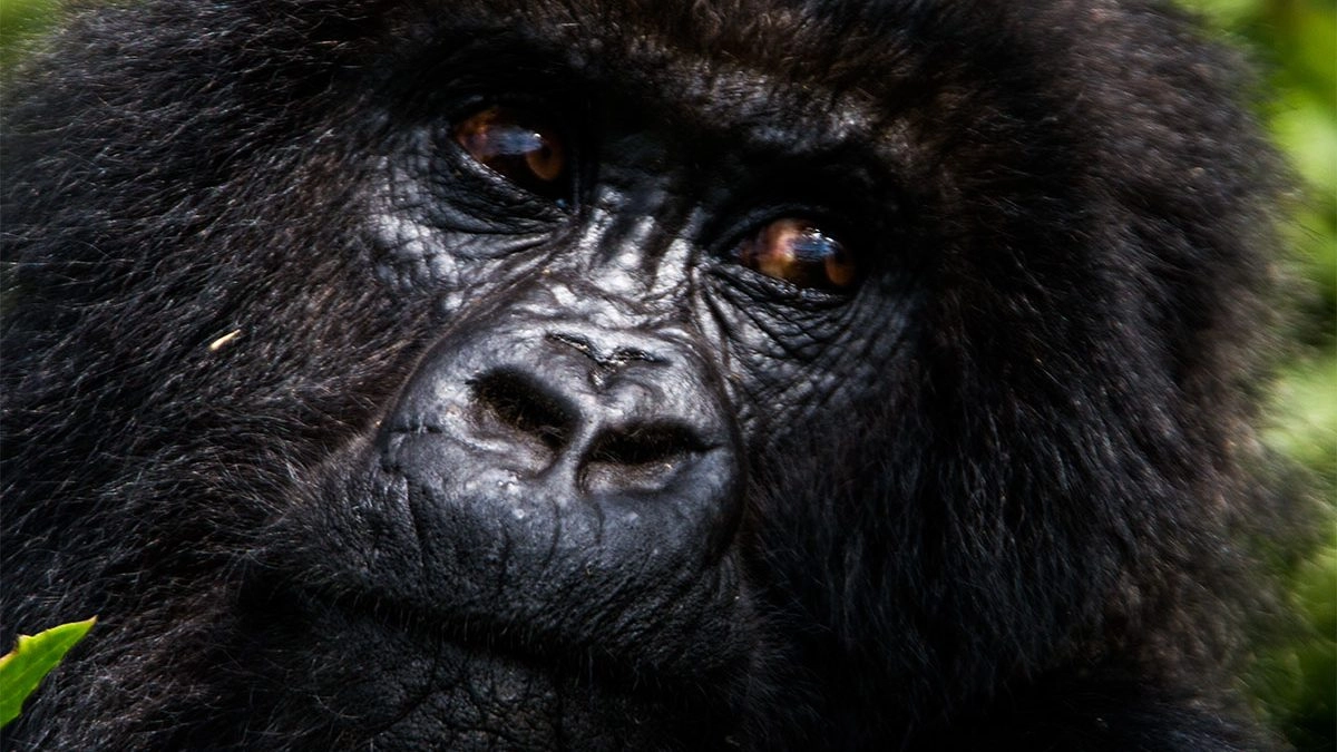 Close-up portrait of a mountain gorilla from a family being habituated in Bwindi Impenetrable Forest, part of a 4 day gorilla habituation safari