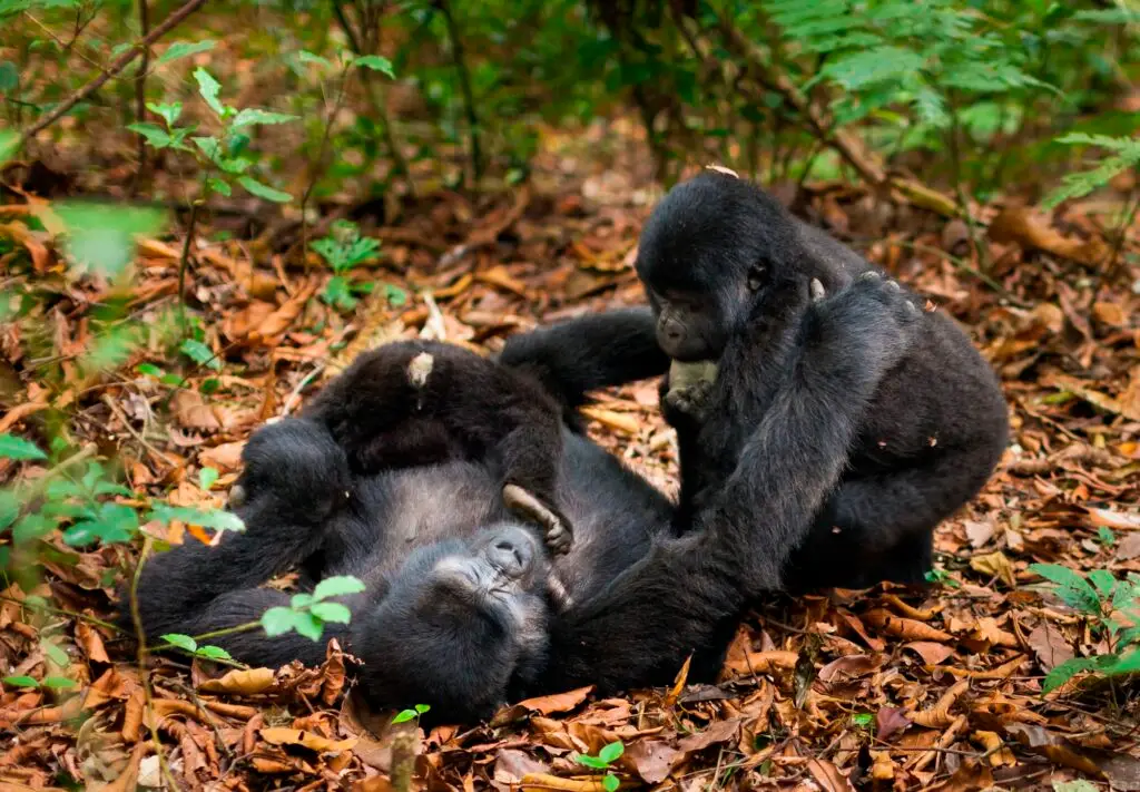 Mountain gorilla family in Bwindi Impenetrable Forest, 3 day luxury gorilla trekking safari Bwindi fly in from Entebbe