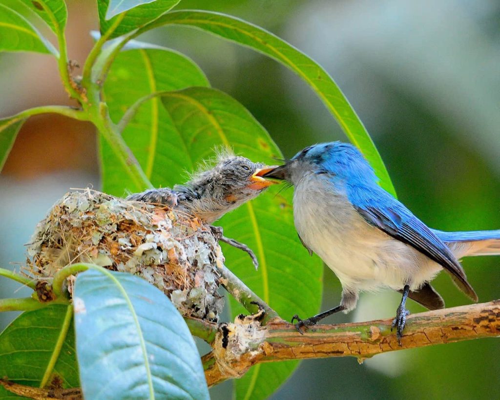 A variety of waterbirds on a boat cruise on a 9 day Uganda birding safari itinerary Mabamba Murchison Kibale Bwindi
