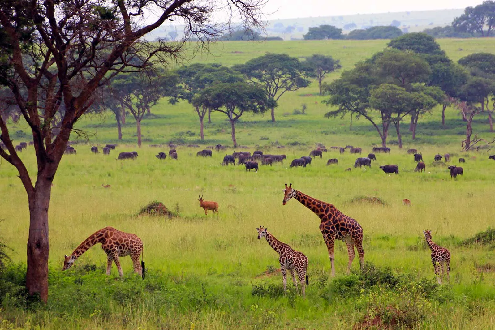 Murchison Falls on a 14 day complete grand Uganda safari itinerary from Entebbe to Bwindi