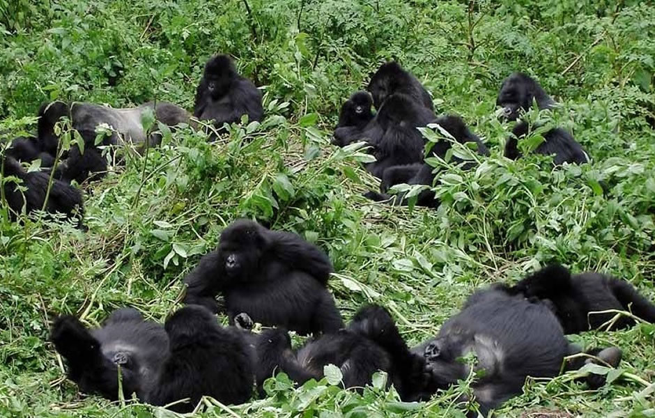 Ultimate Guide to Gorilla Trekking in Uganda 2025/2026 – Everything You Need to Know 3 Ultimate Guide to Gorilla Trekking in Uganda 2025/2026 – Everything You Need to Know