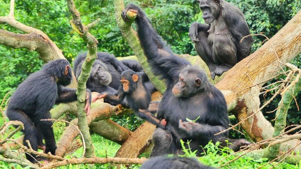 Researchers and trackers documenting primate behavior on a 10 day comprehensive Uganda primate habituation experience safari