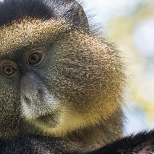 Primates Safari