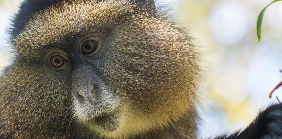 Primates Safari