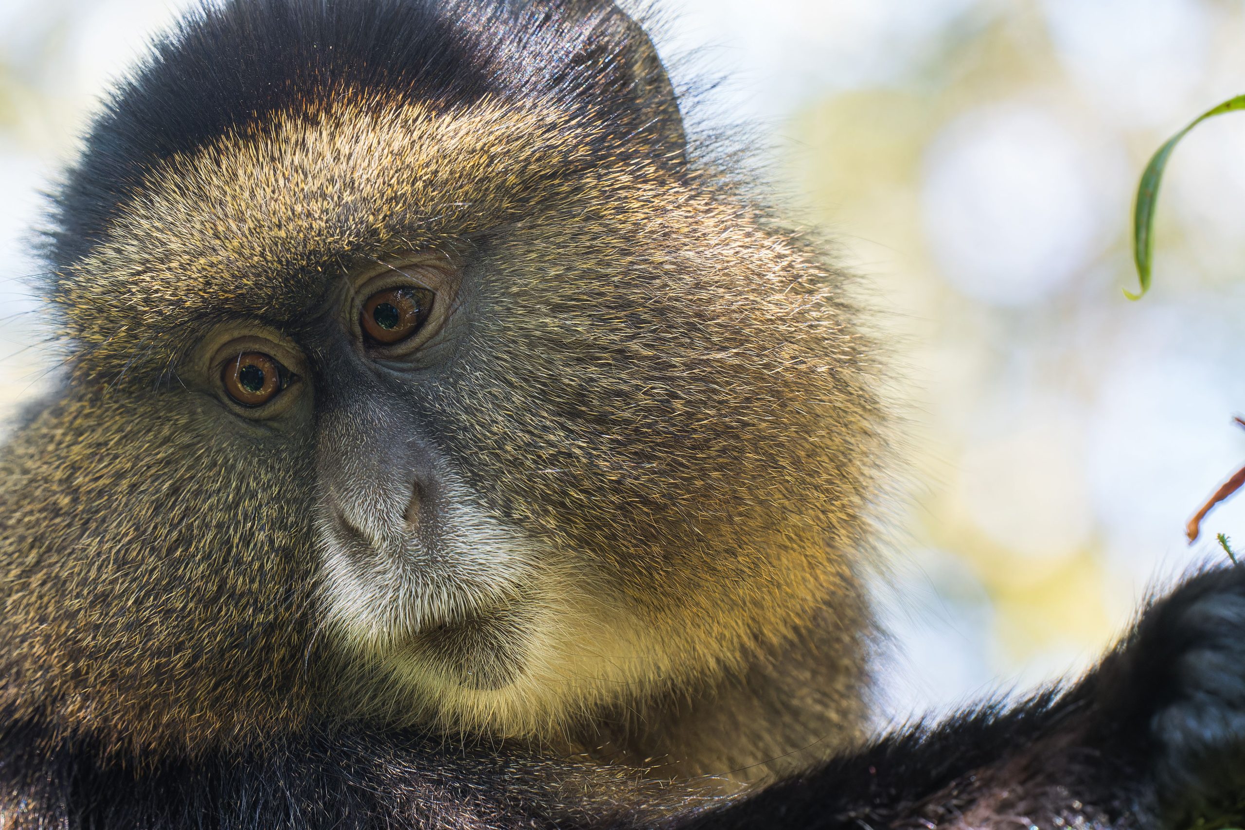 Primates Safari
