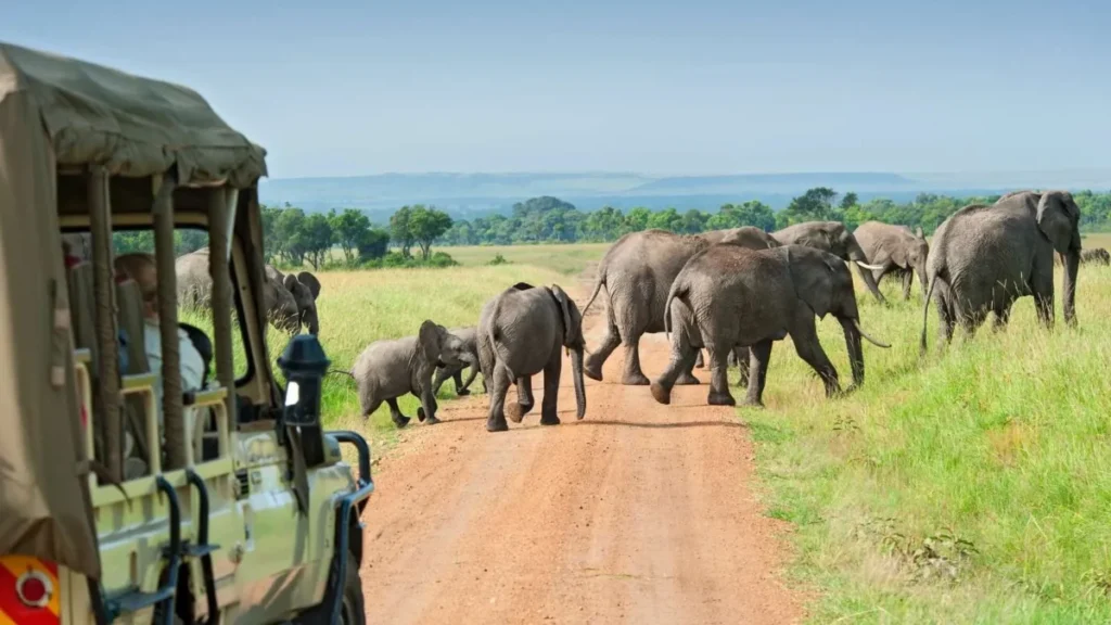 A private game drive in Murchison Falls National Park on a 3 day luxury safari staying at Paraa Safari Lodge