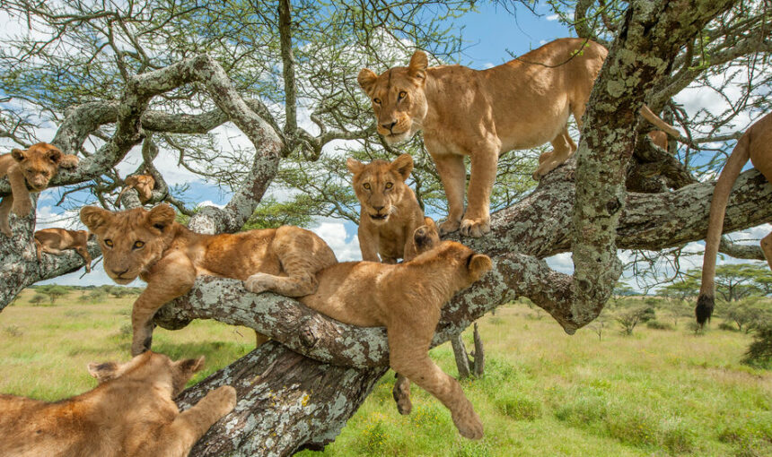 Queen Elizabeth National Park Safari: The Ultimate Guide to Uganda's Most Popular Wildlife Reserve (2026/2027) 2 Queen Elizabeth National Park Safari: The Ultimate Guide to Uganda’s Most Popular Wildlife Reserve (2026/2027)