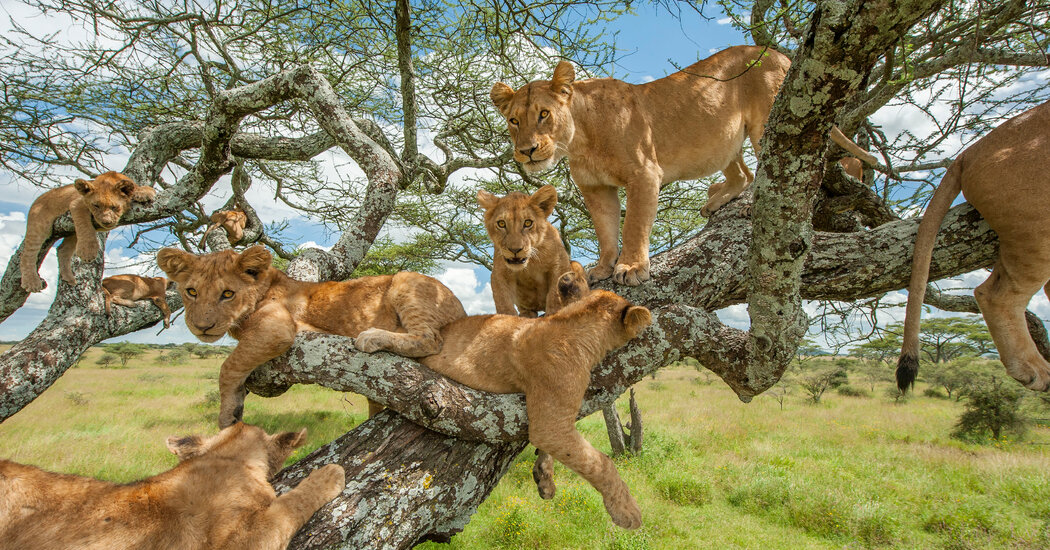 A tree-climbing lion in the Ishasha sector, the highlight of any Queen Elizabeth National Park safari in Uganda