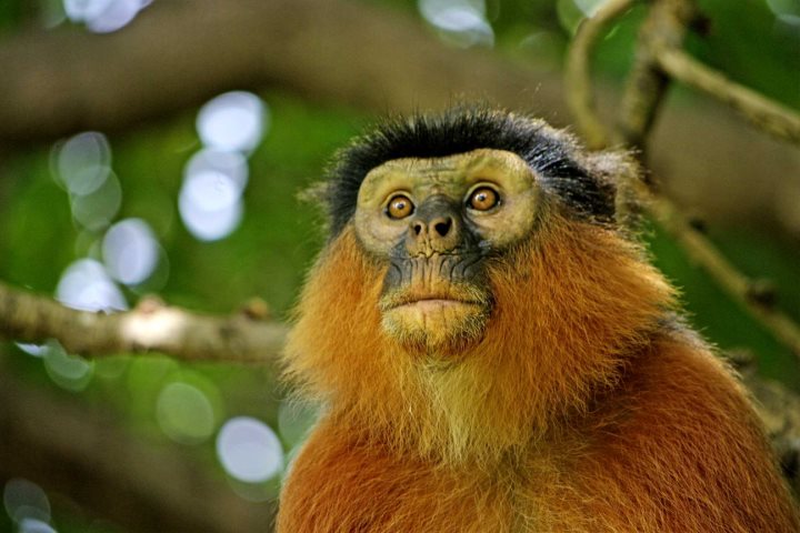 A red colobus monkey spotted during a Bigodi Wetlands Walk near Kibale Forest National Park