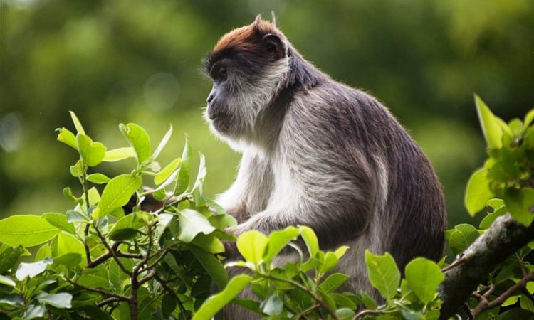 A red colobus monkey spotted during a Kibale chimpanzee tracking safari in Uganda