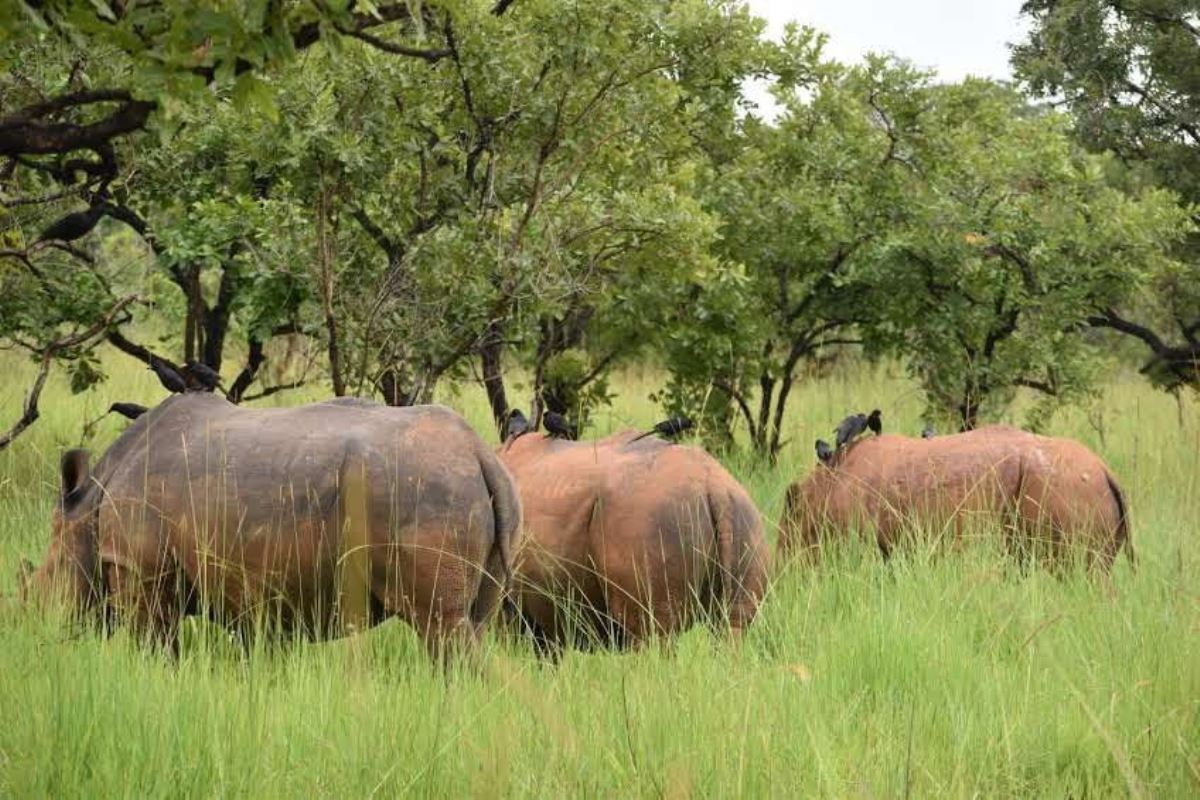 A traveler responsibly viewing a lion on a 7 day eco-friendly sustainable safari package in Uganda