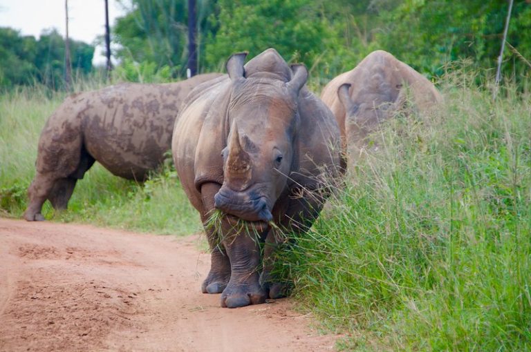 A ranger guiding a rhino tracking walk on a 7 day eco-friendly sustainable safari package in Uganda