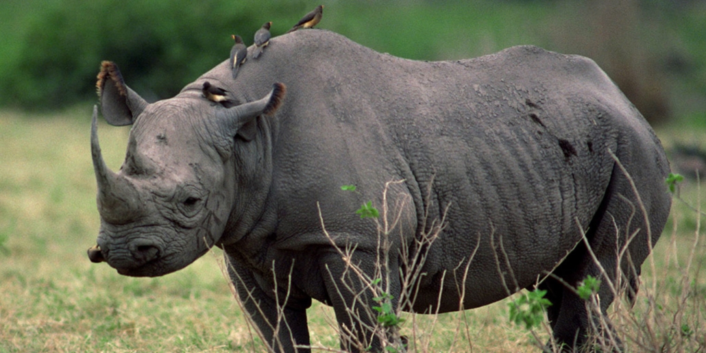 Rhino tracking at Ziwa Sanctuary on a 4 day Murchison Falls boat cruise and chimpanzee tracking Budongo Forest safari