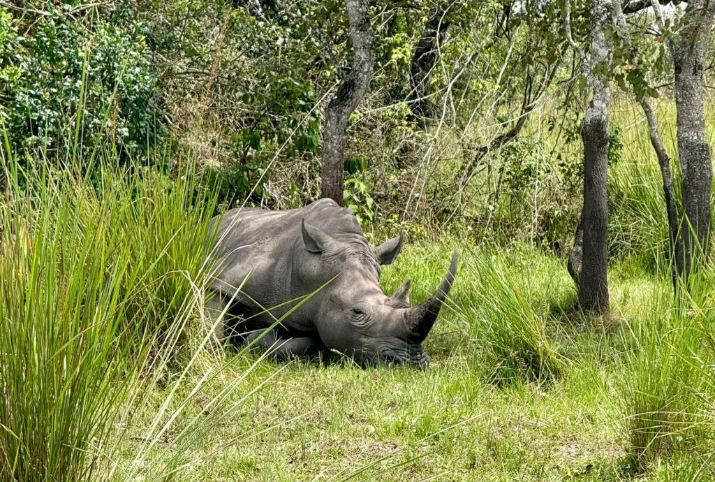 Walking alongside a rhino at Ziwa Rhino Sanctuary on a 5 day budget Big Five safari Uganda starting in Kampala